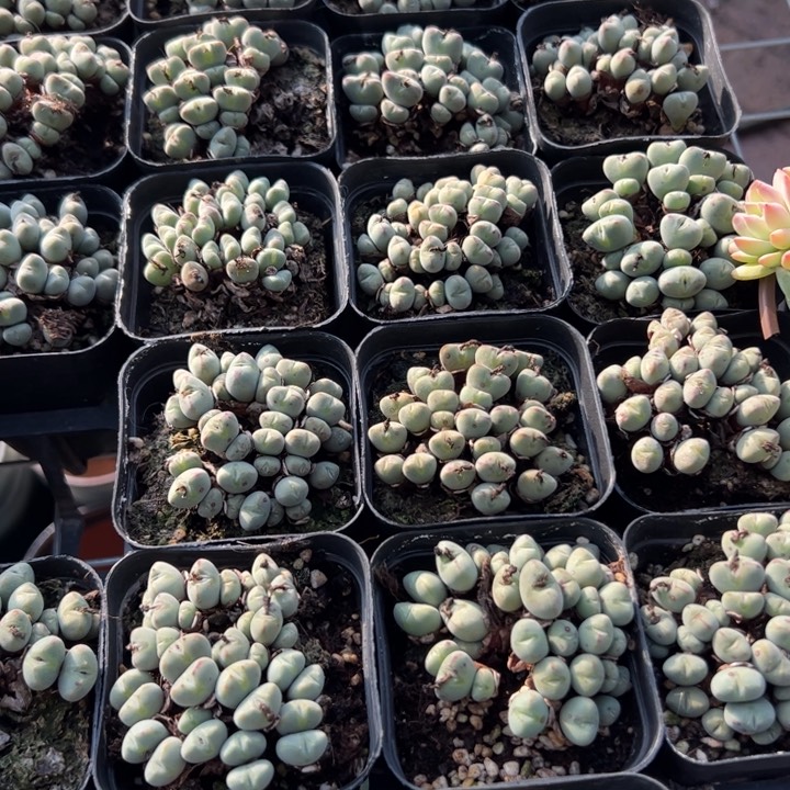 新疆包邮 口笛群