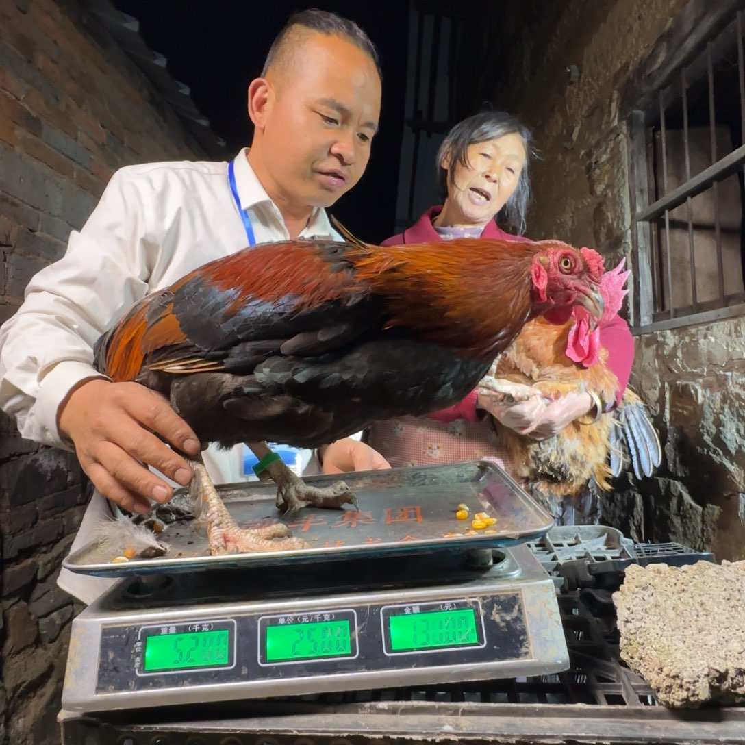 红瑶鸡农村土鸡0256……“