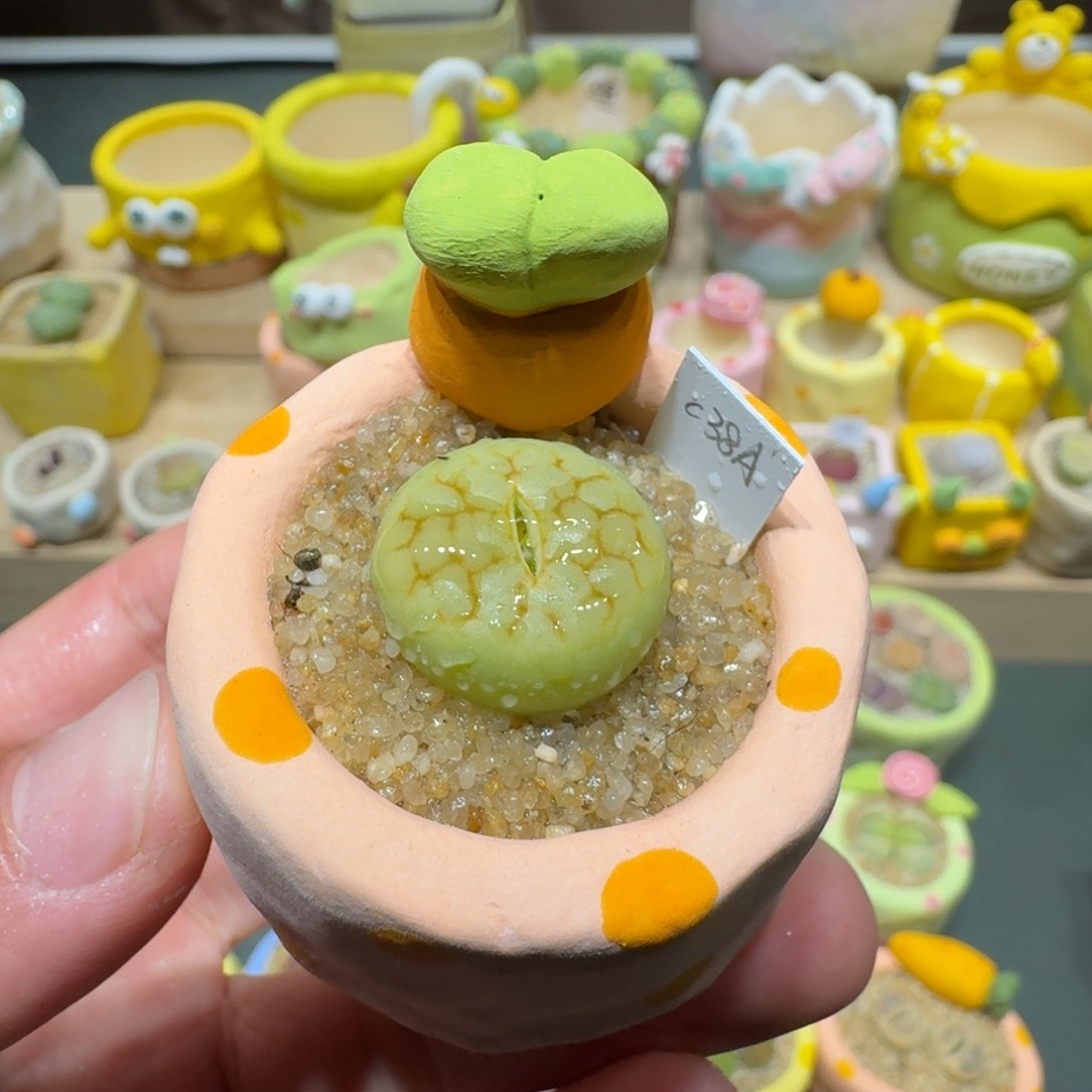 红陶蘑菇366黄绿富贵