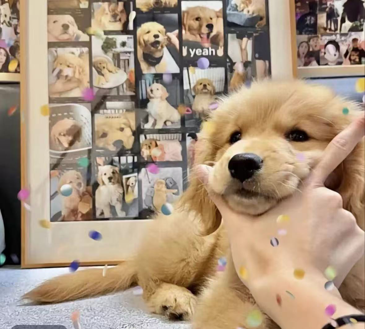 宠物狗狗相册定制