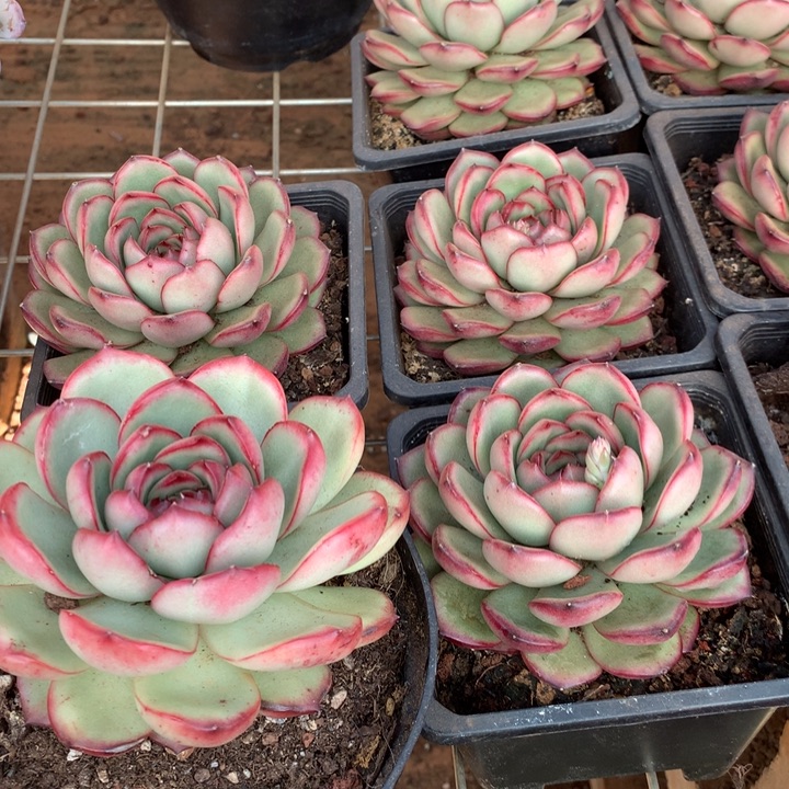 花田错多肉植物两单包邮