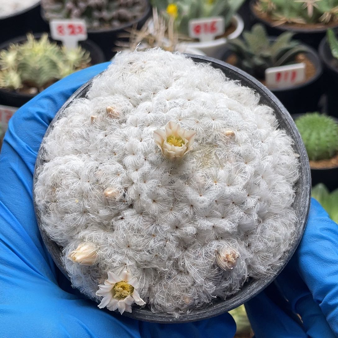 实生日系佛头白星仙人球