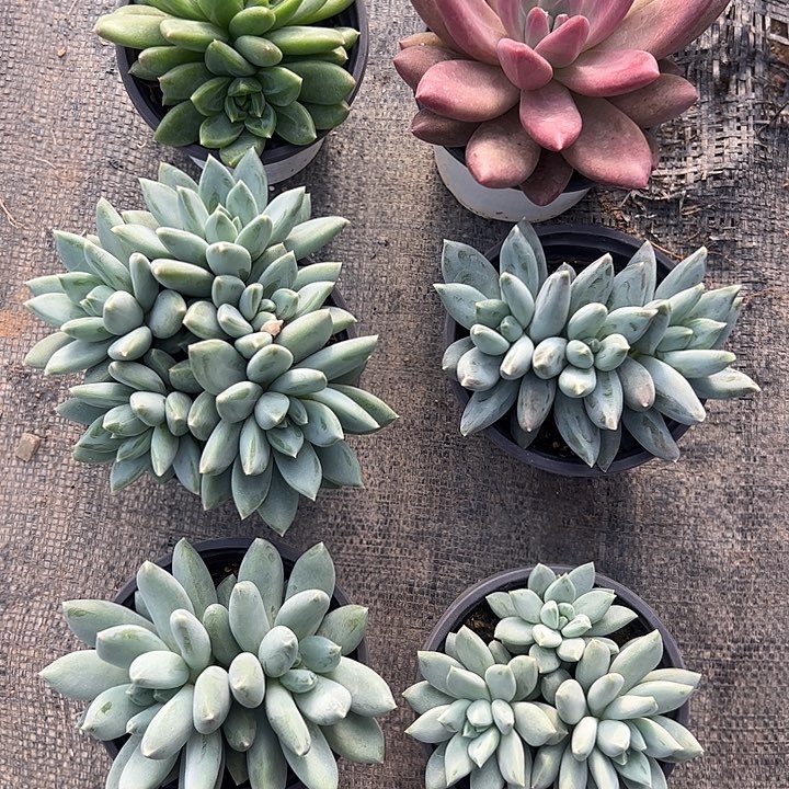 美人杂交6盆套餐1