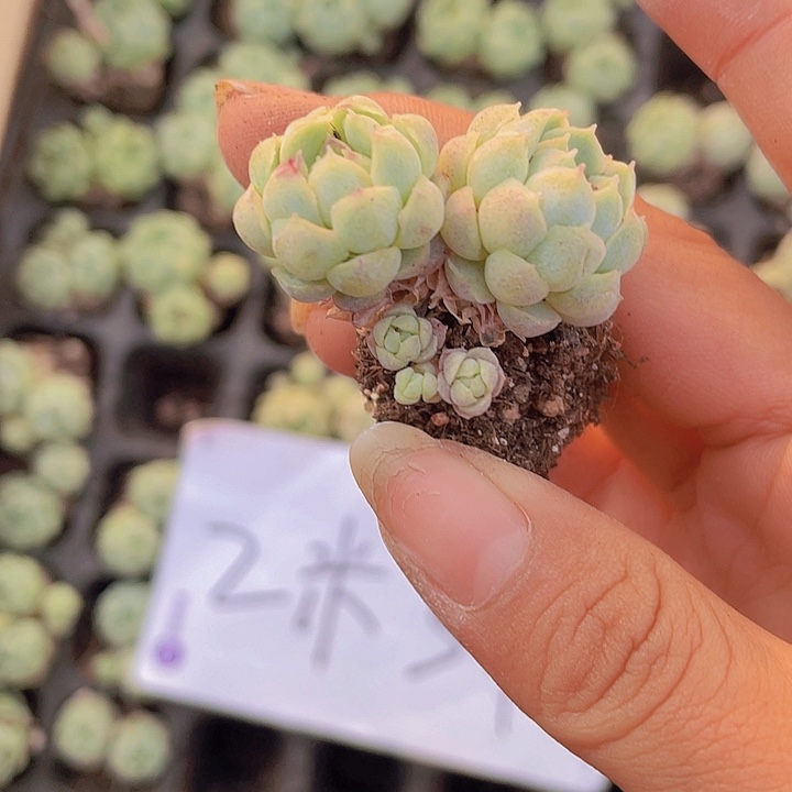 94精品羊脂球2米3颗