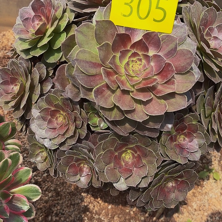 多肉植物福利305个