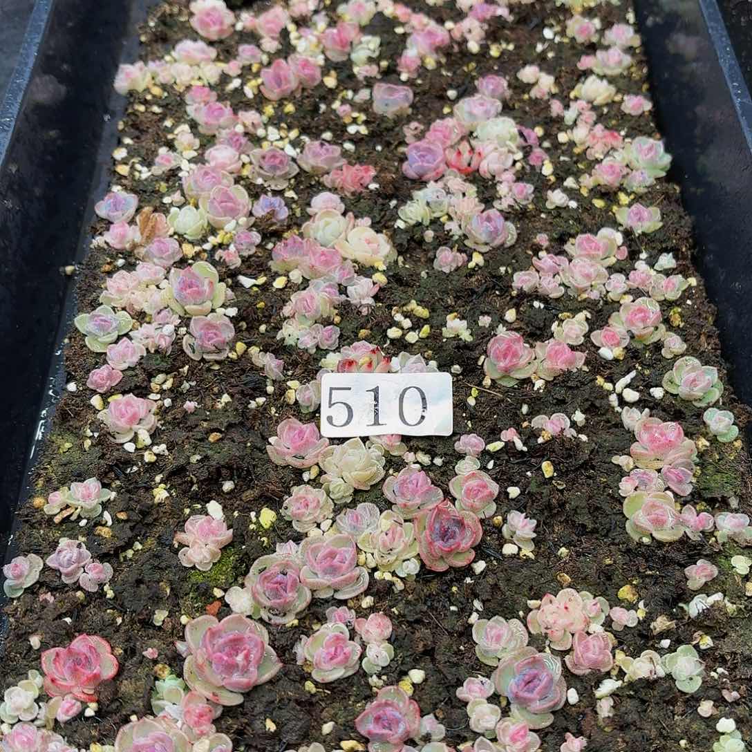 想****留多肉植物多肉植物510