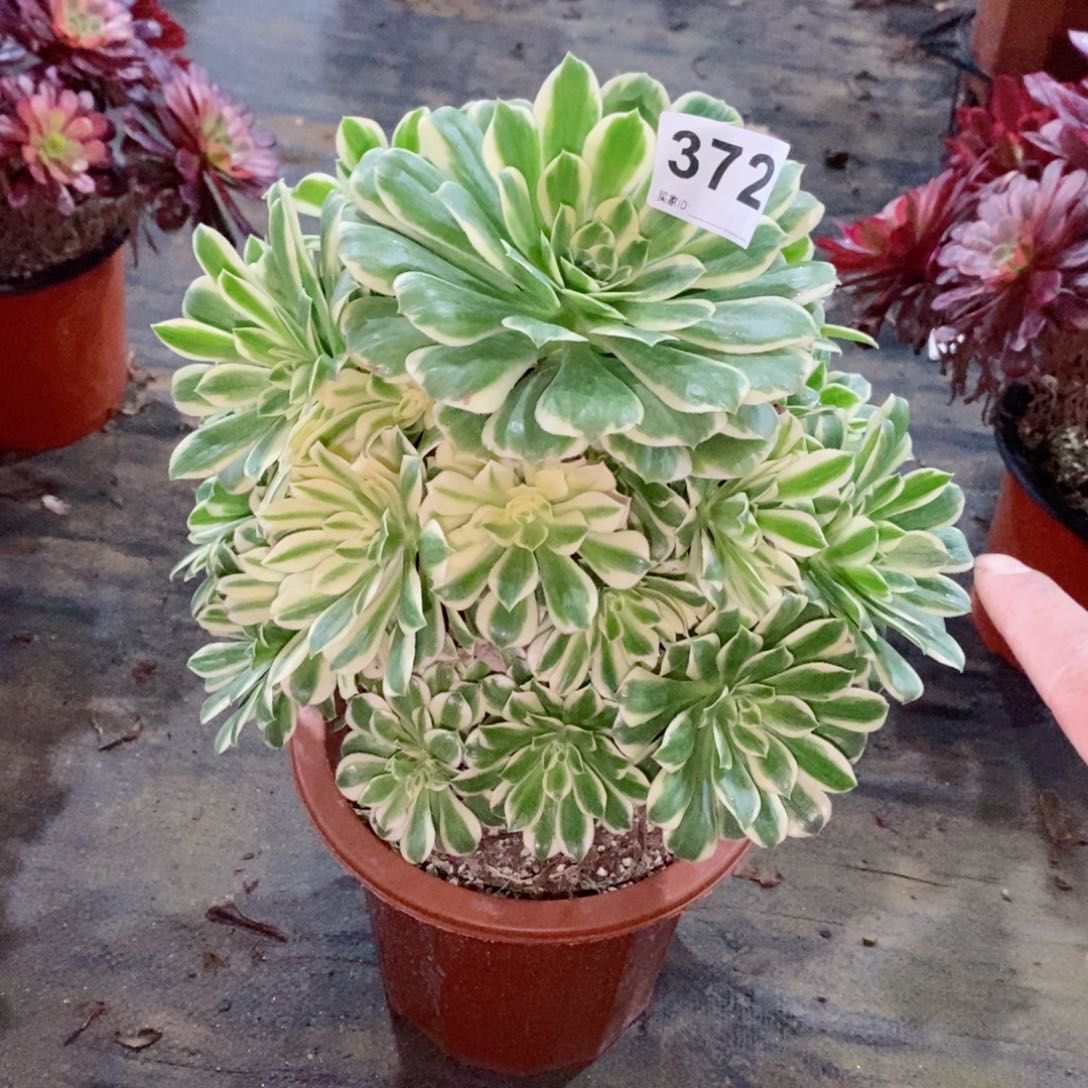 碧玉372多肉1111