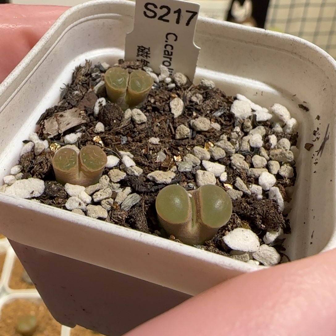 肉锥多肉植物组合-磁铁一盆192