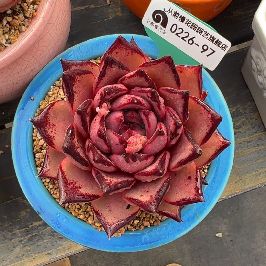 多肉一物一拍0226-97