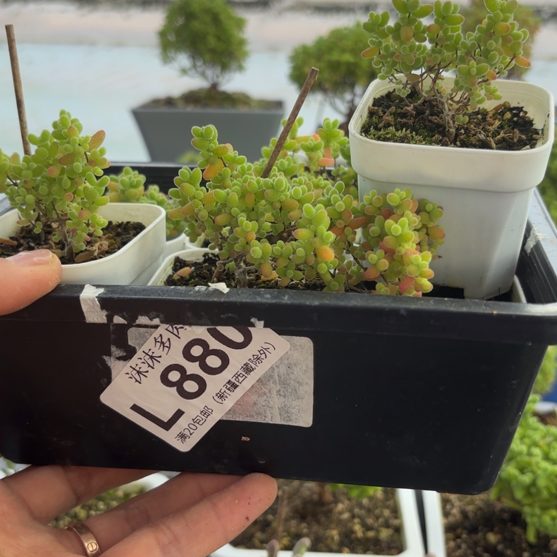 M***-880蜜金桔糖球组合7颗