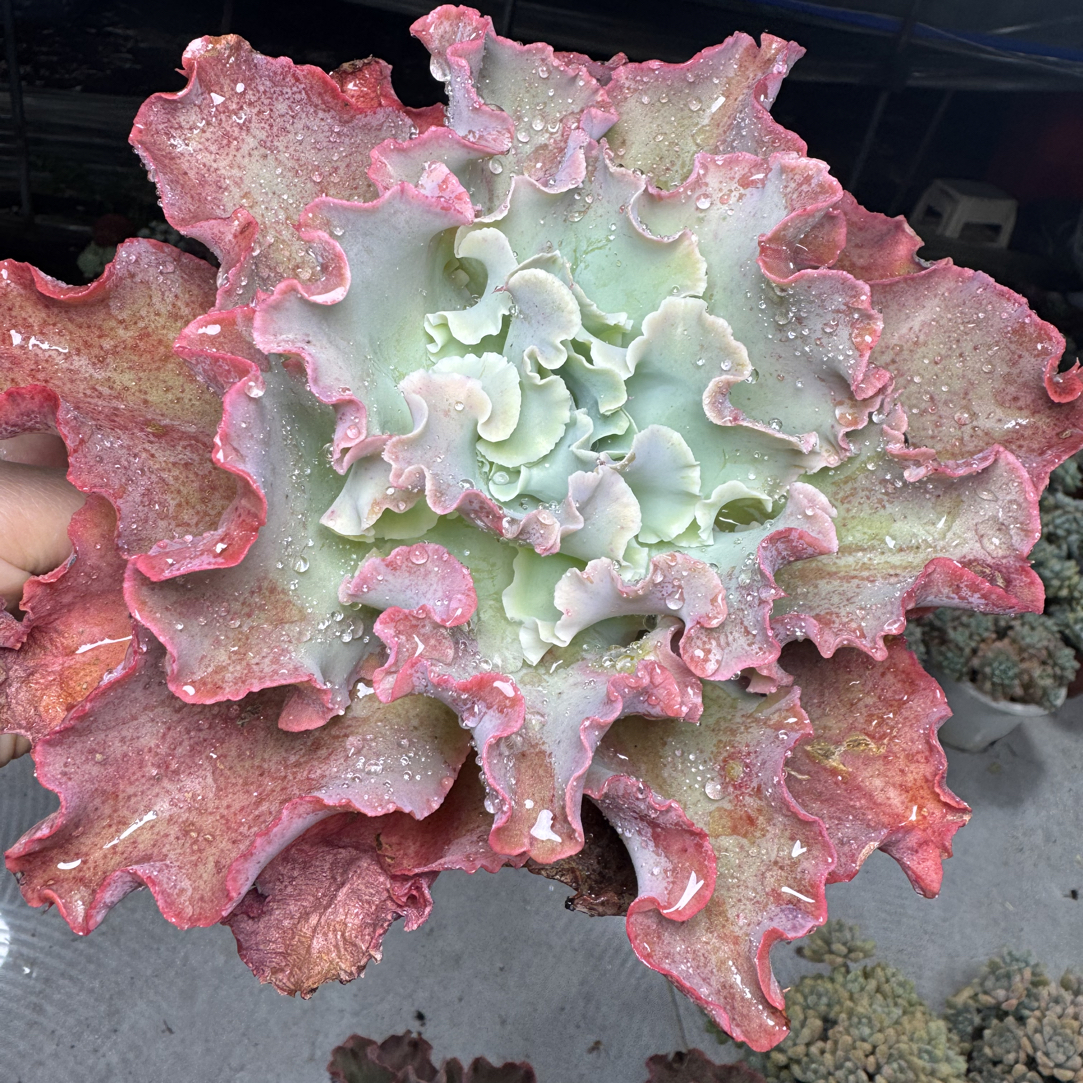 大包菜高沙 以直播间标准为主 满15包邮不满到付