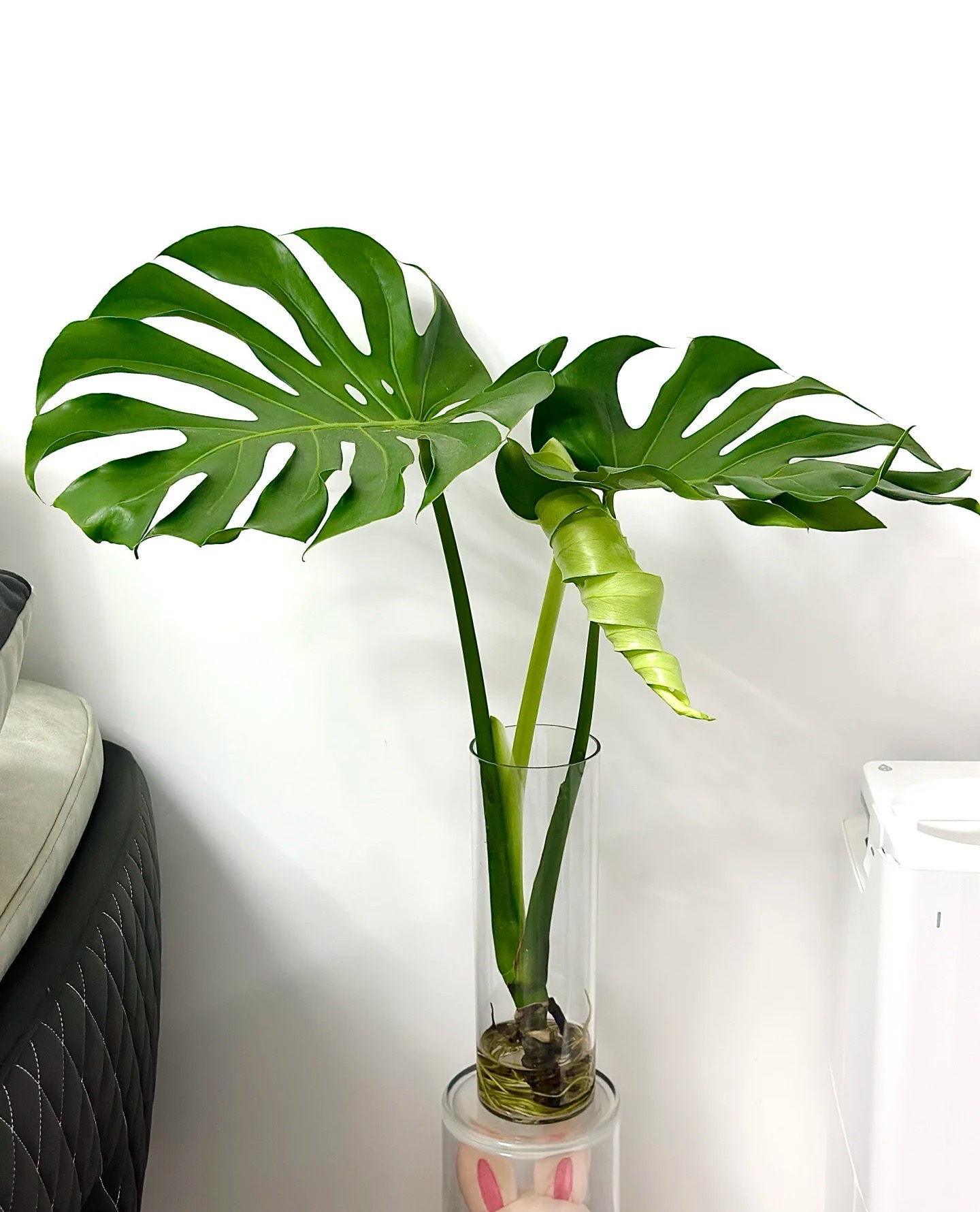 巨无霸海南龟背竹水培土培种植观叶水养龟背竹水培龟背竹好看大型