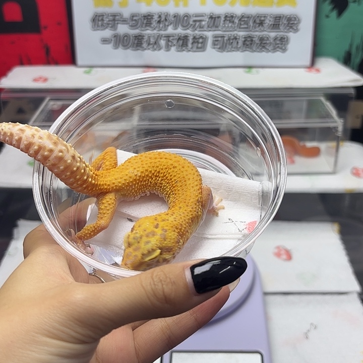 豹纹守宫V139 无纹暴龙 妹妹