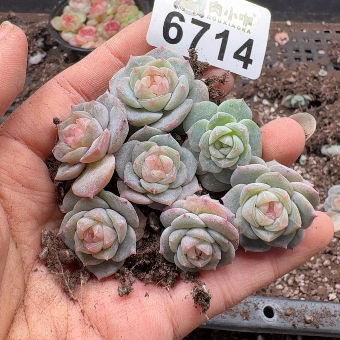 多肉植物多肉植物