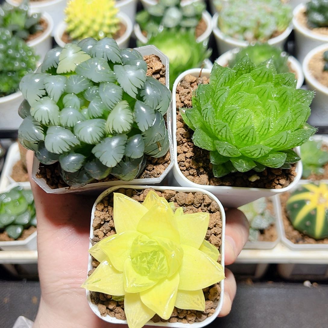 三颗福利原盆原土