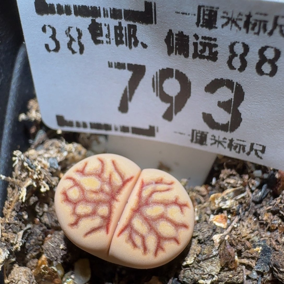 zzzz生石花肉锥793