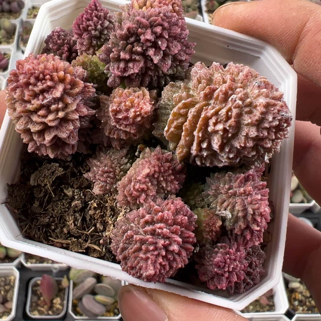 朱紫玉水泡多肉植物