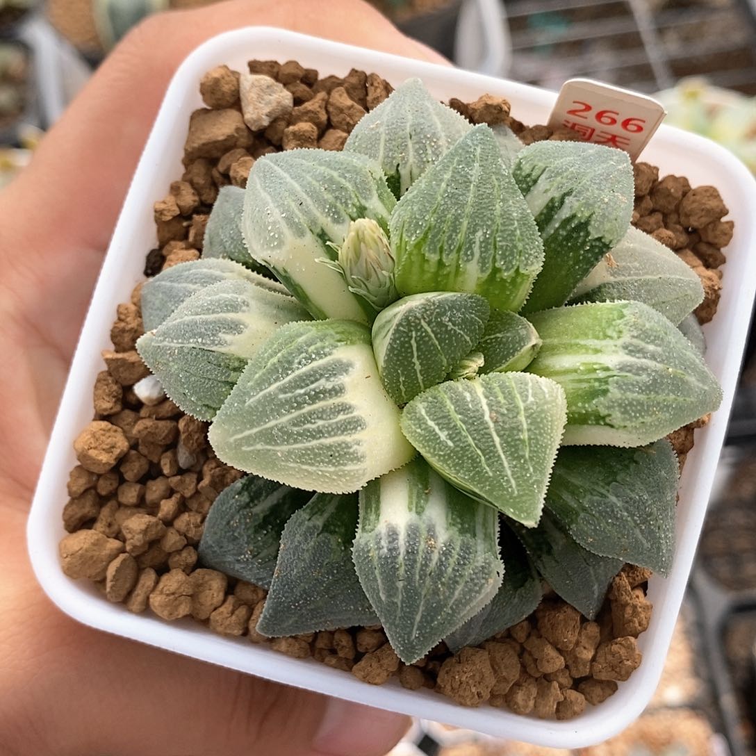 红陶266号实生磨面锦一物一拍8㎝口径盆