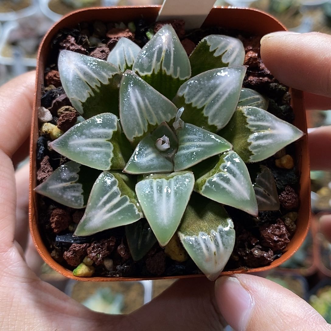 96雾之喷泉十二卷