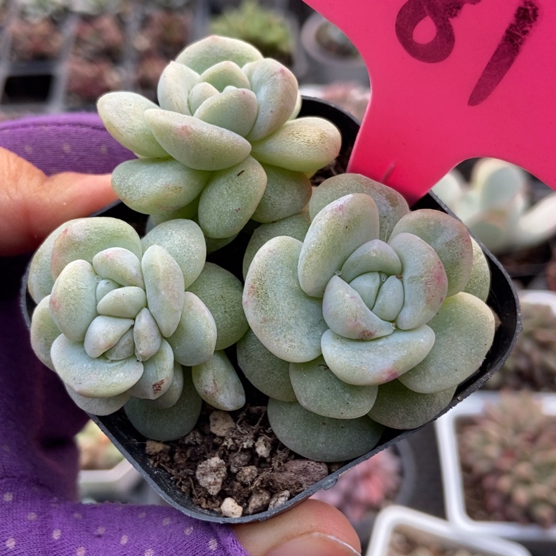 81冰玉石化多肉植物