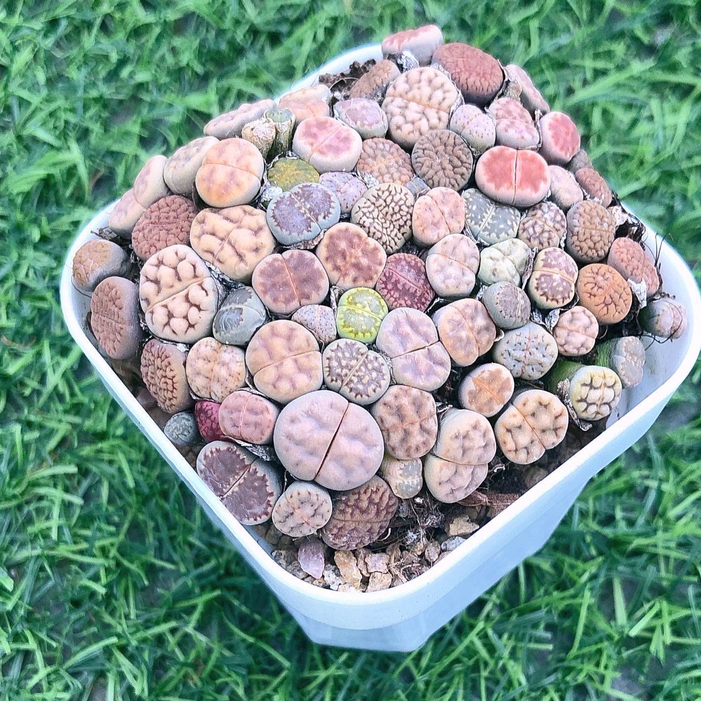 多肉植物生石花70