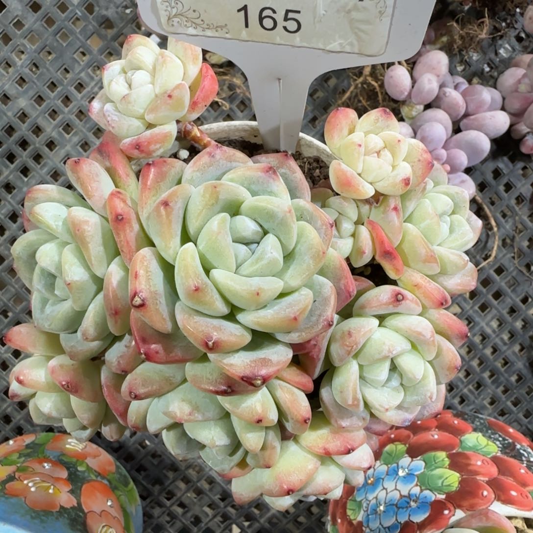 165冰玉多头有砍