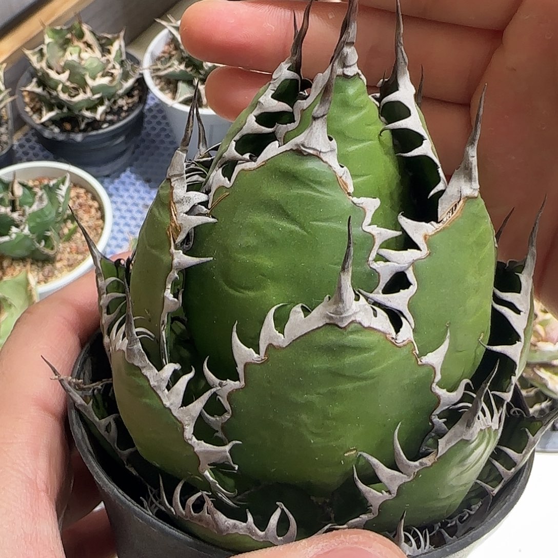 霍利达龙舌兰2号1111111111