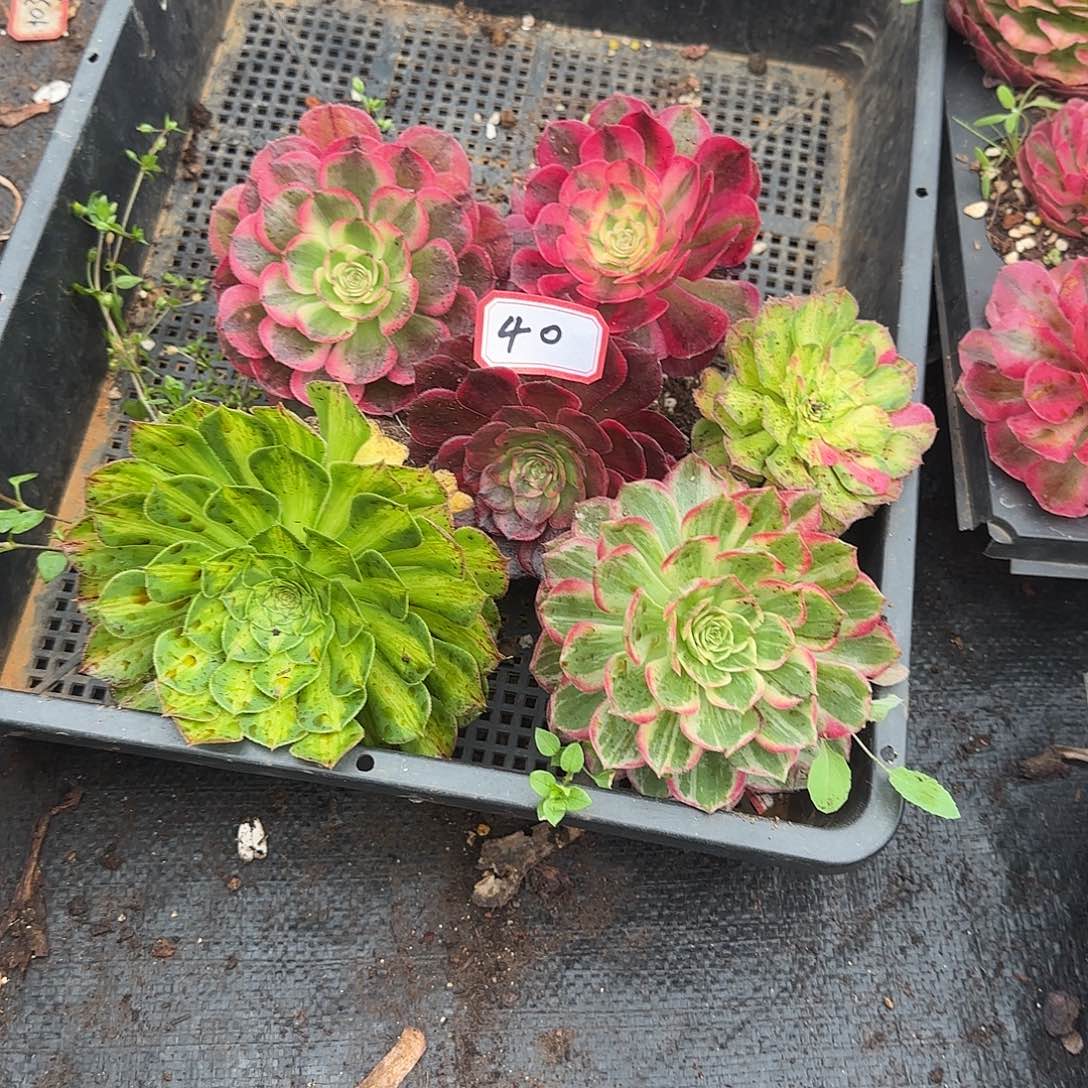 6颗小苗多肉植物40