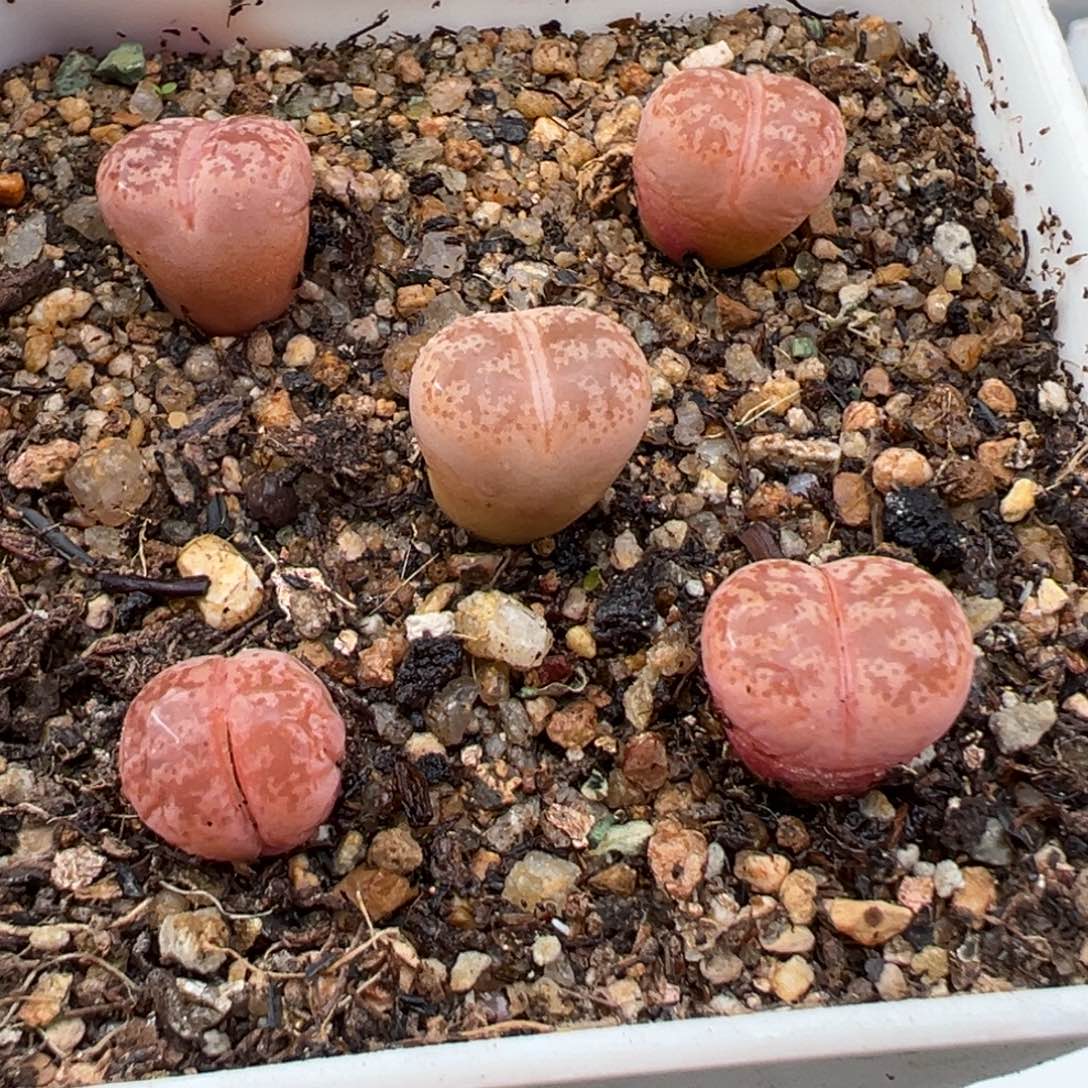 2.2好看的多肉a122