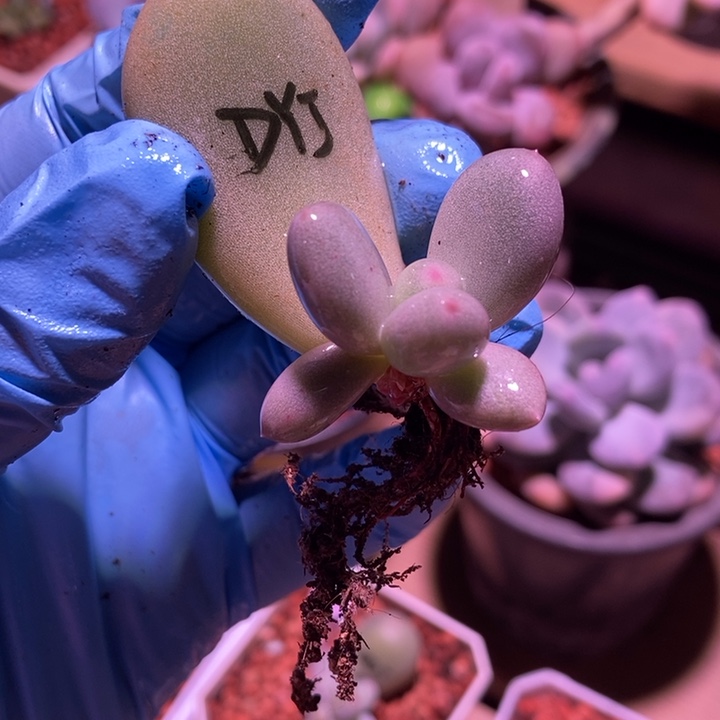 黄金鸡蛋大叶奶酪多肉植物多肉植物