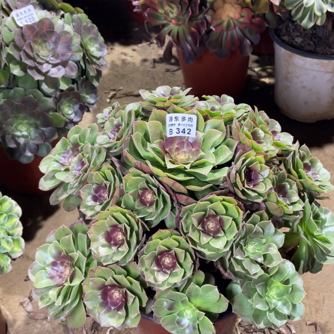 342红心多肉法师断枝不包