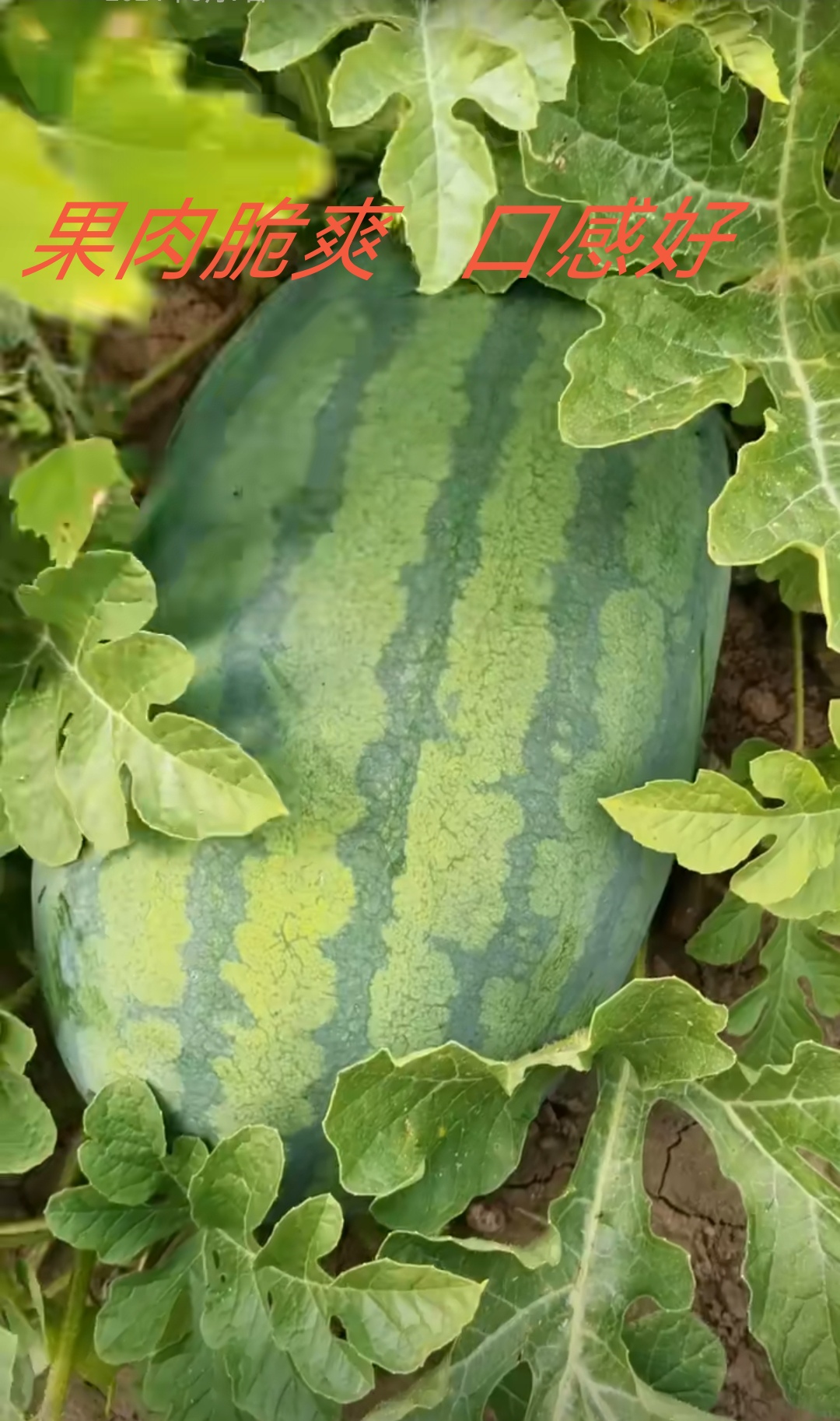 烈日懒汉西瓜种子