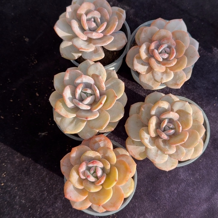 5颗一起的一物一拍的多肉植物