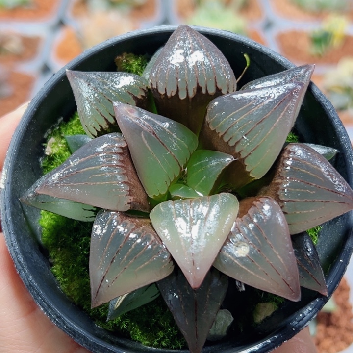 十二卷多肉红纹寿