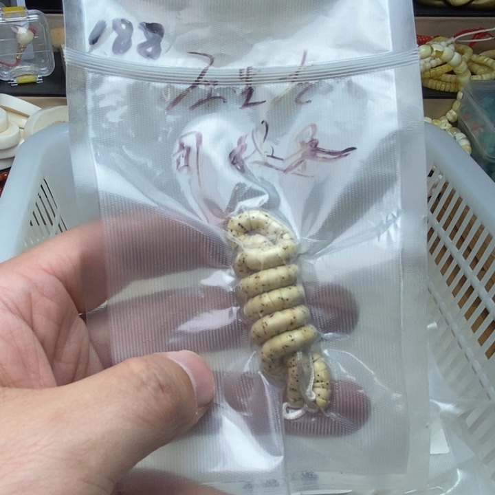 星月菩提手串大肠