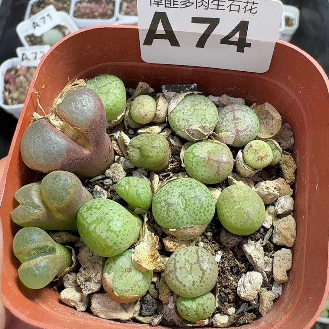 74多肉植物多肉植物