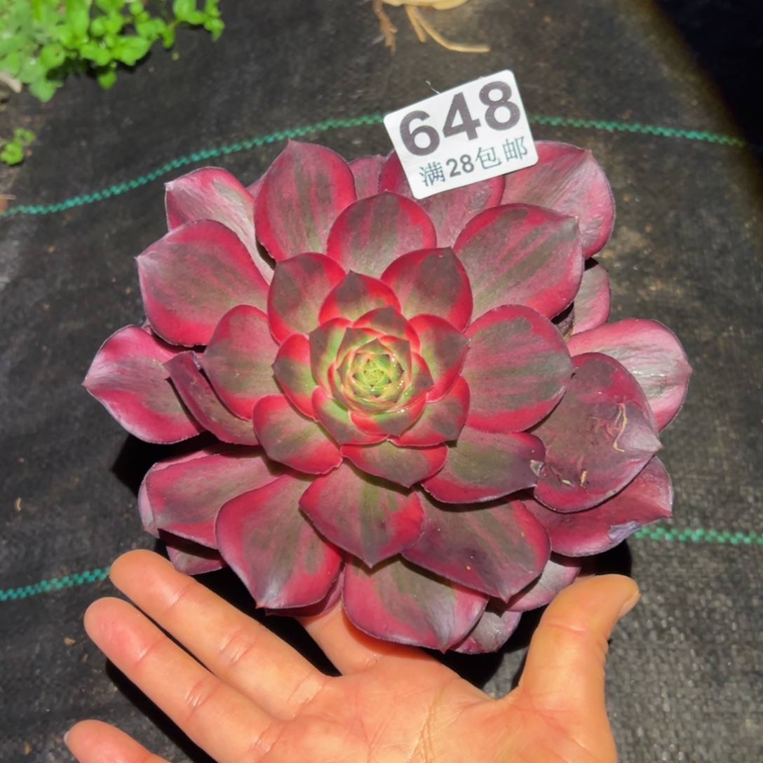 用***5多肉植物648纳福单头的