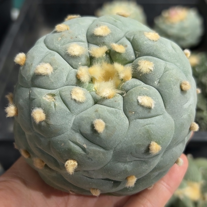 765可帮发根可发货