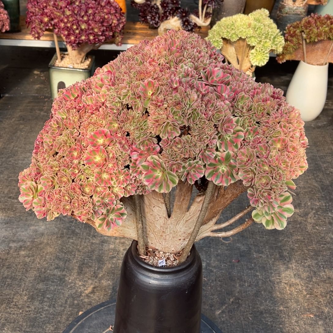 粉女巫朵朵缀不带盆土轻微断枝