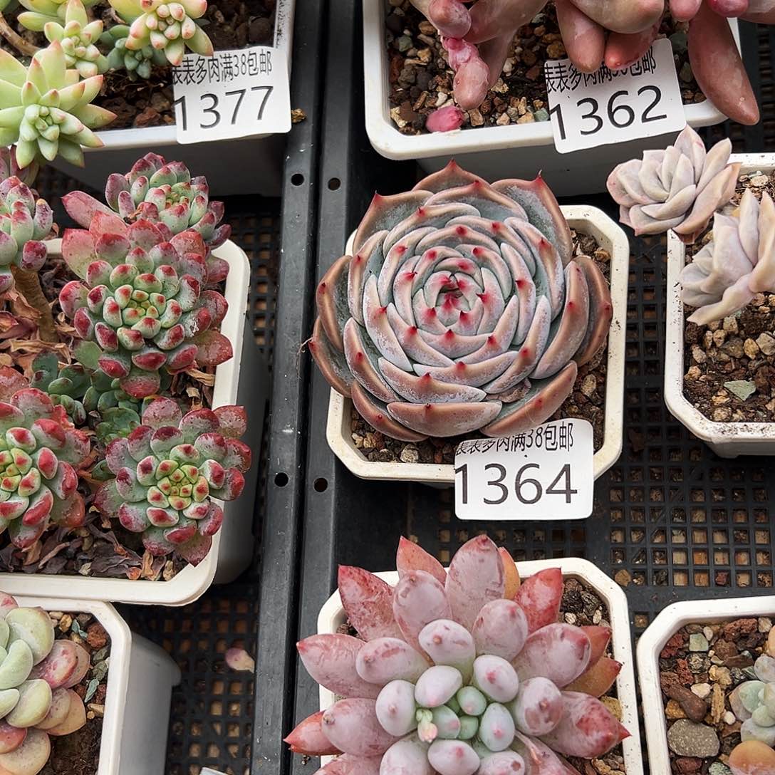 ****生多肉一物一拍植物1364