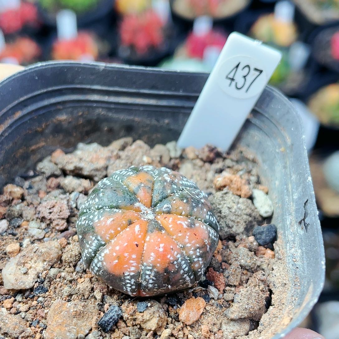 兜锦非偏远地区满25包邮仙人球