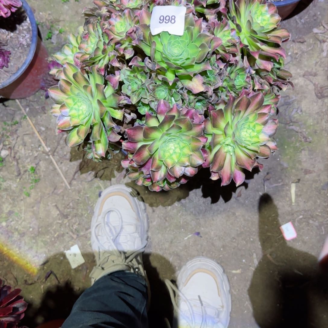 邵华带变易法师多肉998