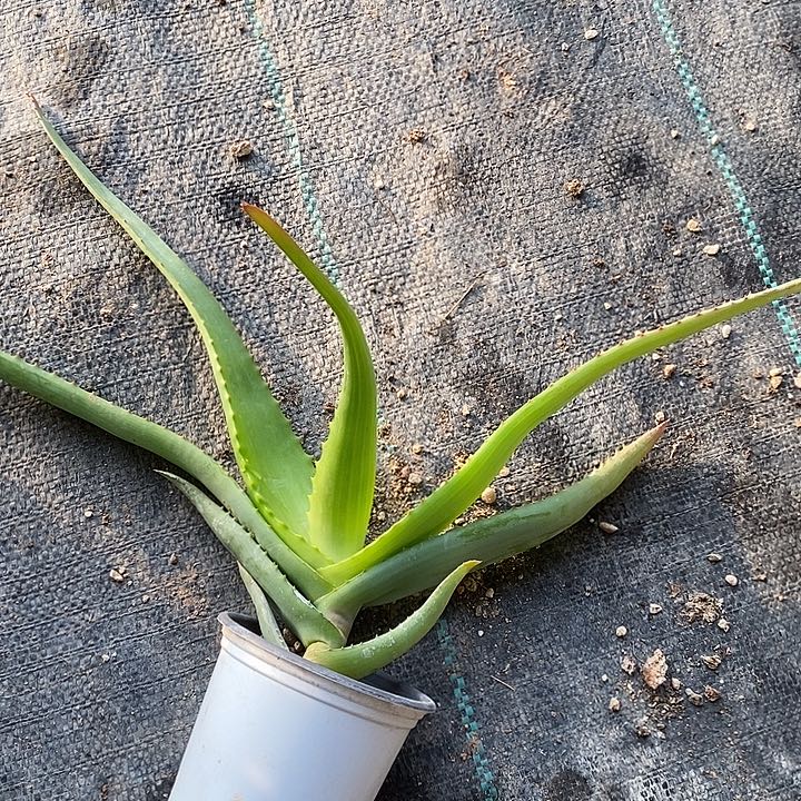 完美主义者勿拍范巴伦