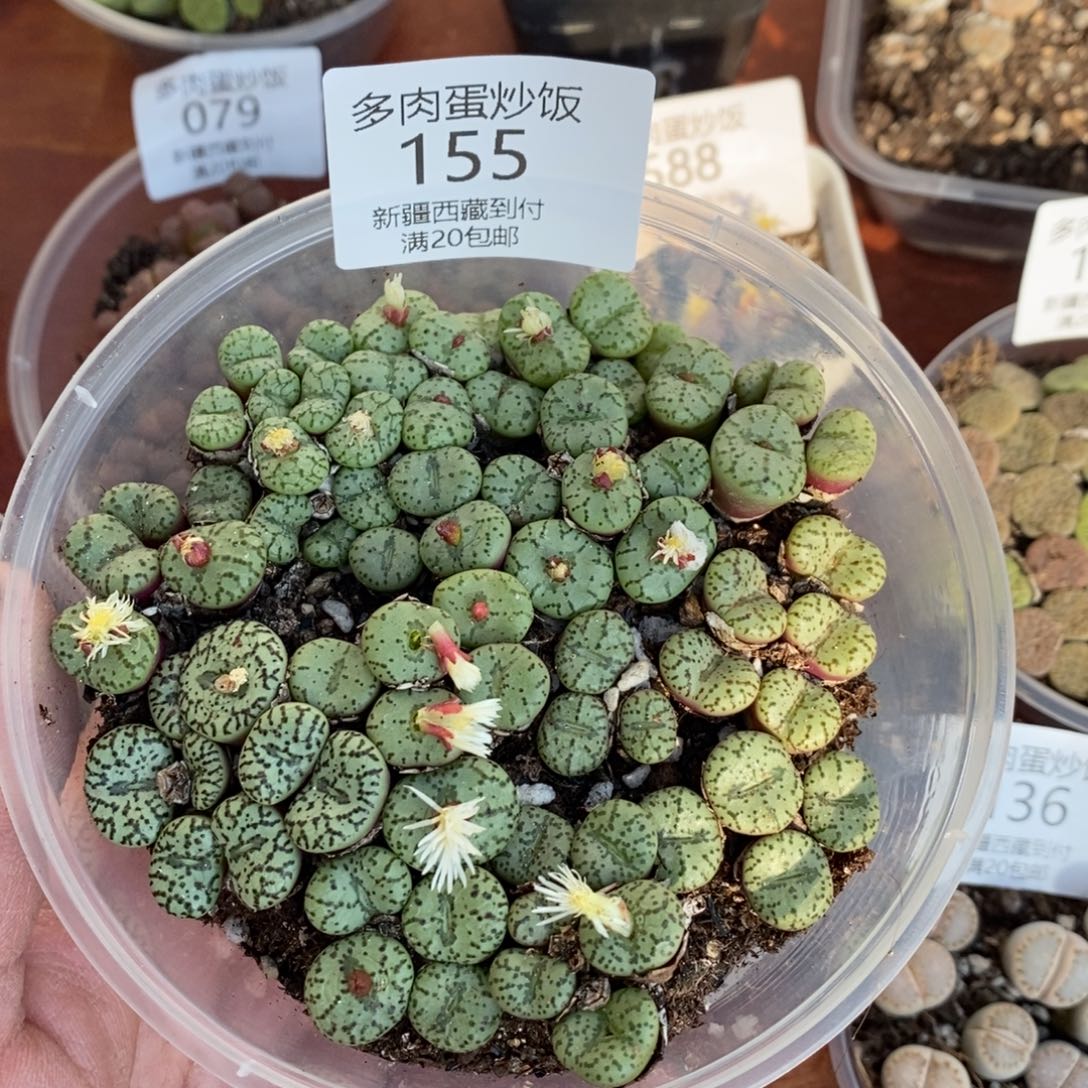 感谢您的支持，00155