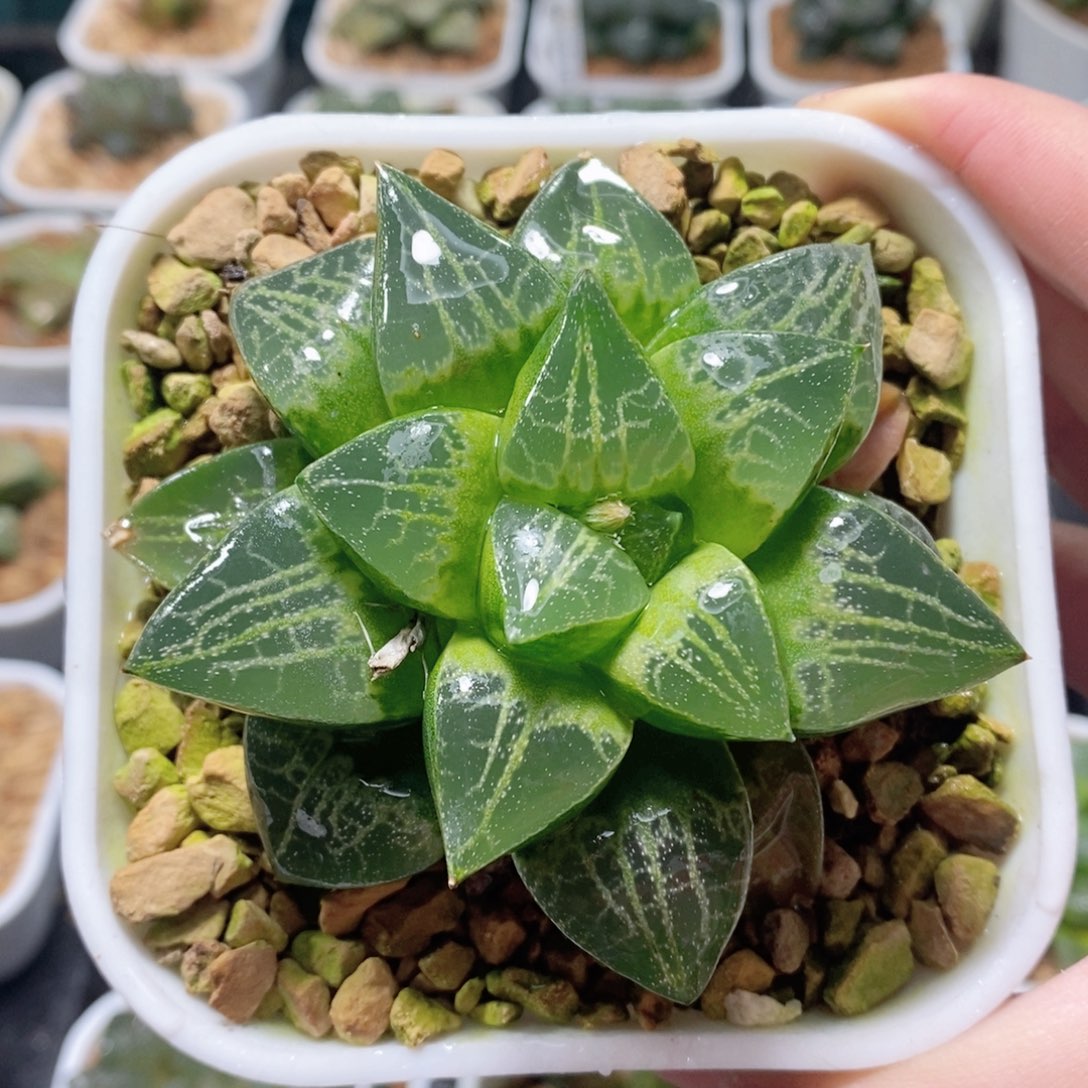 绿蛙寿玉露多肉植物