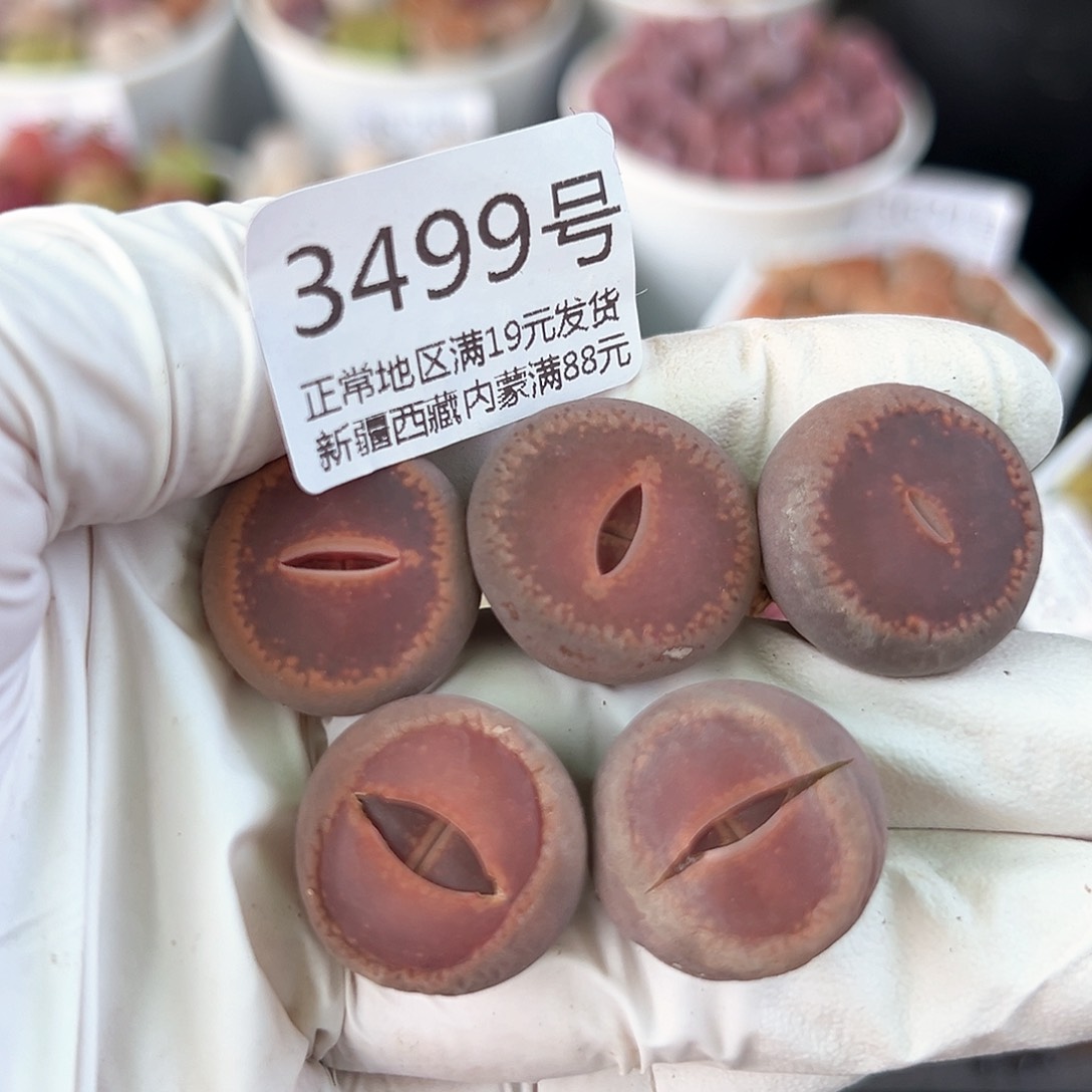 好养易活生石花大母本3499