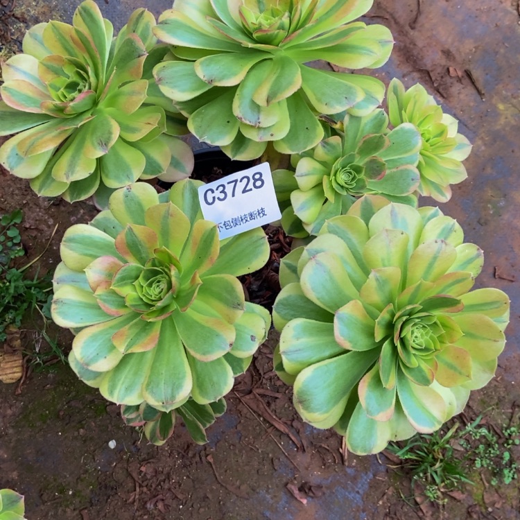 【闪购商品】M****?3728奶白多肉