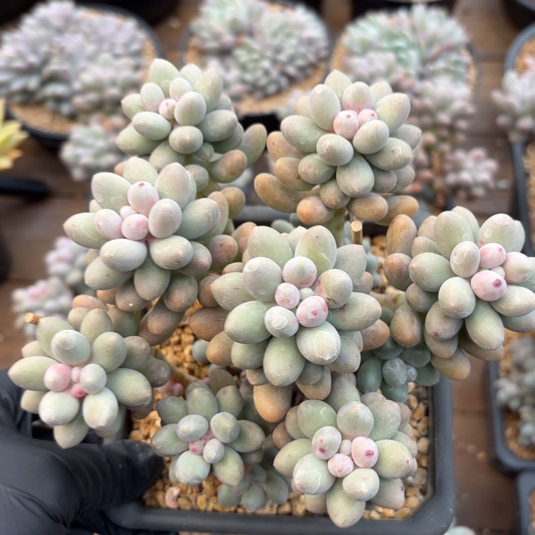 无花朵桃花奶111111