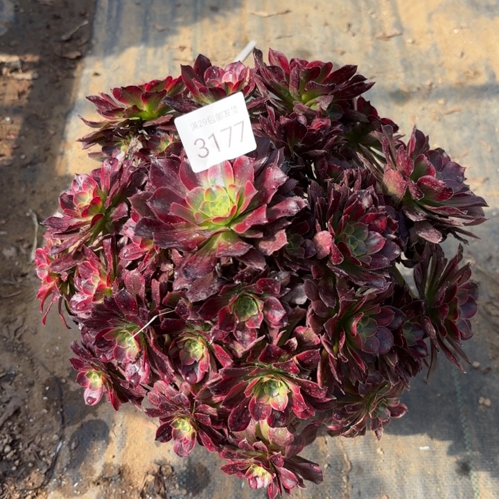 安娜锦多肉法师3177