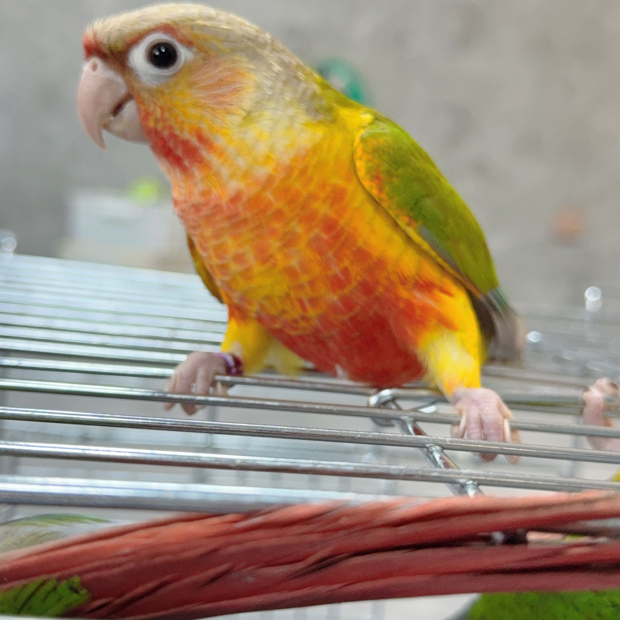 金太阳活体鹦鹉灰机